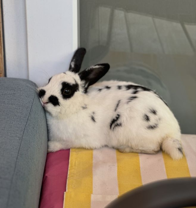 Iepuras companie, talie mica