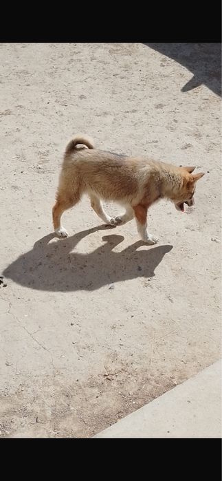 Лайка күшік сатылады