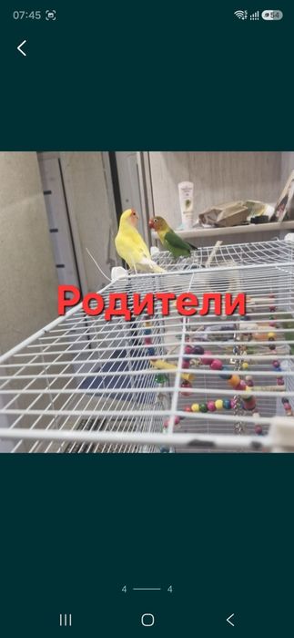Попугаи неразлучники с клеткой