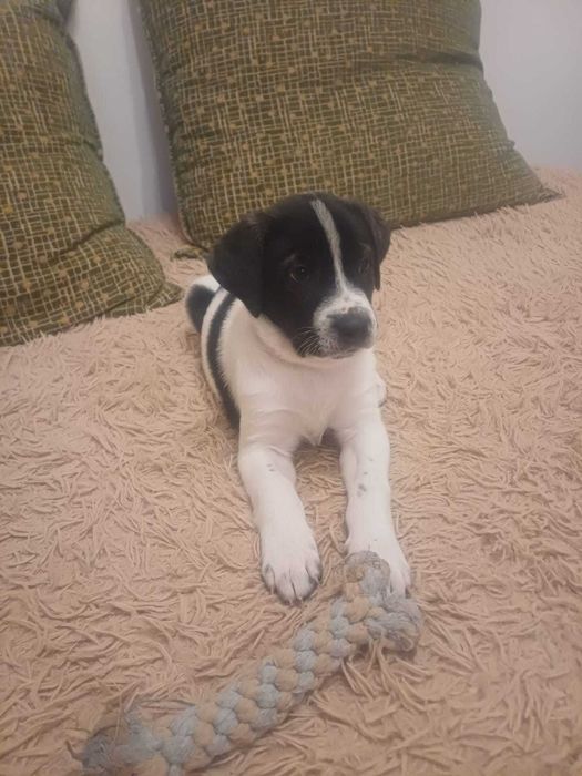 Pui amstaff (femela)