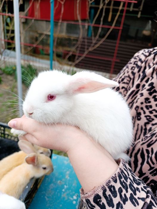 Кролики продам!!!