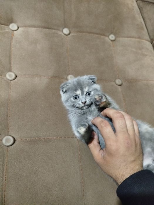 Породистые котята Scottish Fold