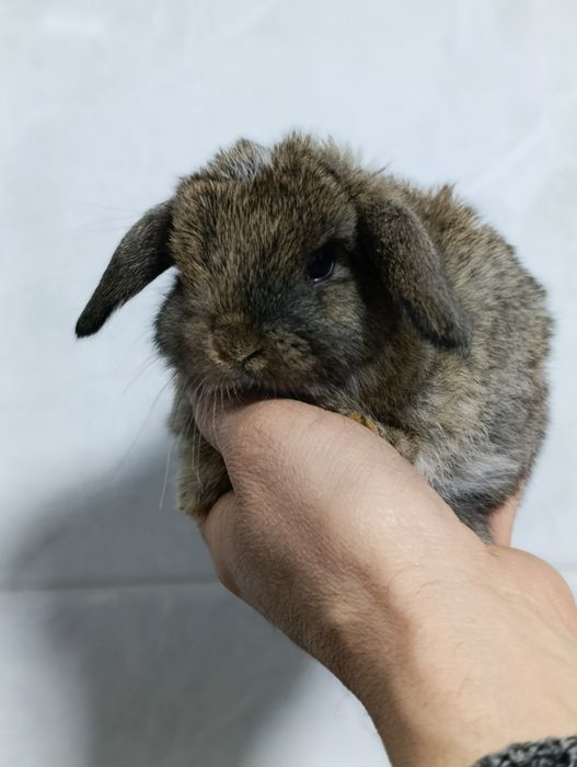 Продается карликовый баран кролики разные цвета