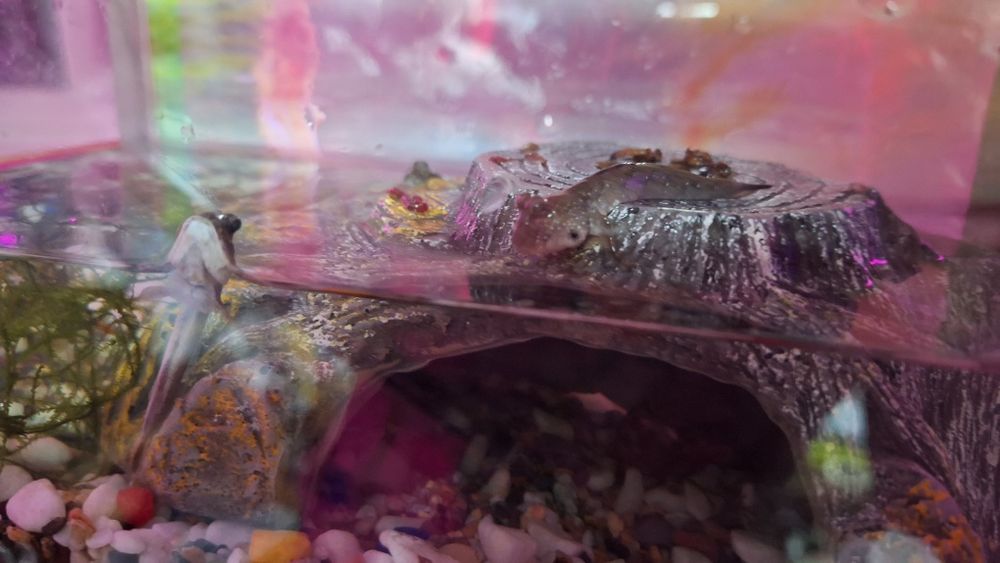 Аквариумная рыбка Илистый прыгун