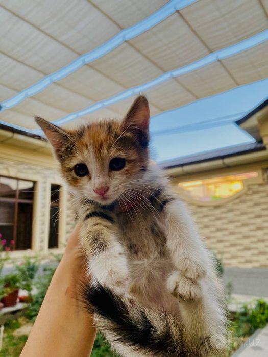 Кошки бесплатно