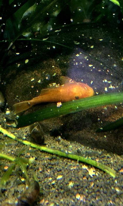 Продам молодых самок Анцитруса Super Red