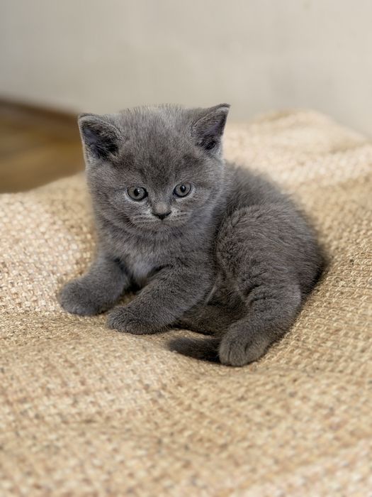 British Shorthair
