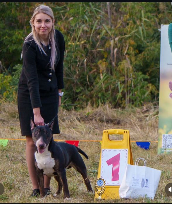 Открыт для Вязок Английский бультерьер