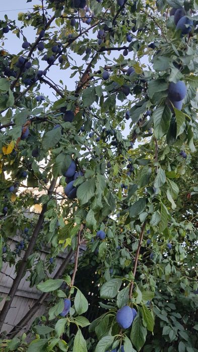 Vand prune din grădina proprie