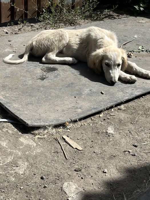 Казаки тазы за 25000 торг есть