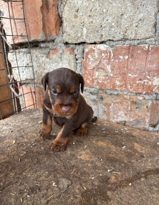 JagdTerrier jagd terrier