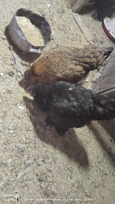 Цыплята яйцо брамы