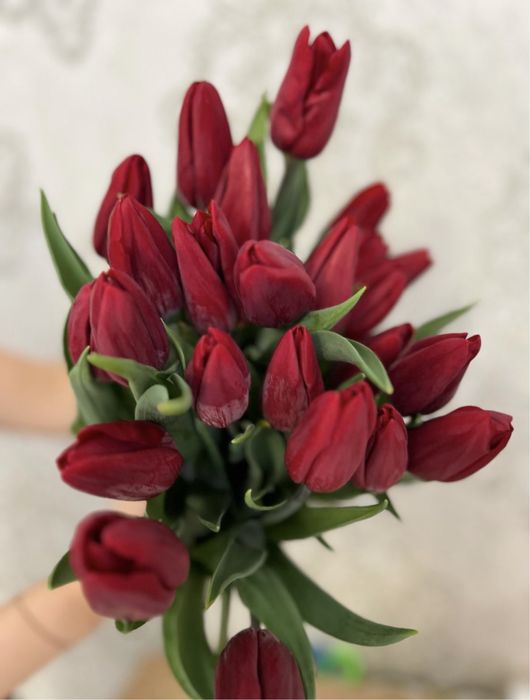 Тюльпаны Семей на 8 марта