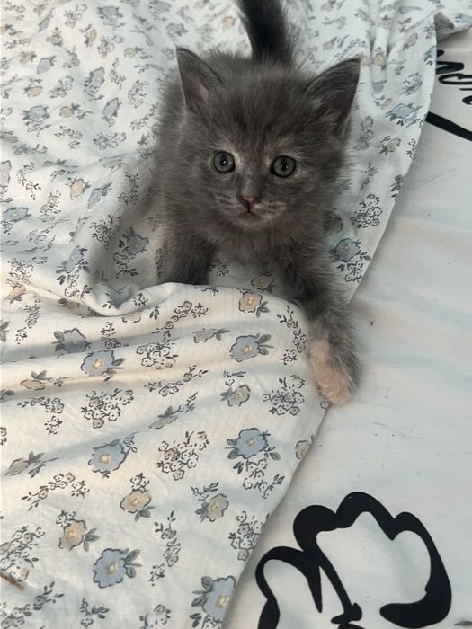 Веслоухие котята смешаные