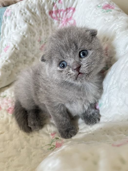 Шотлански висалухий