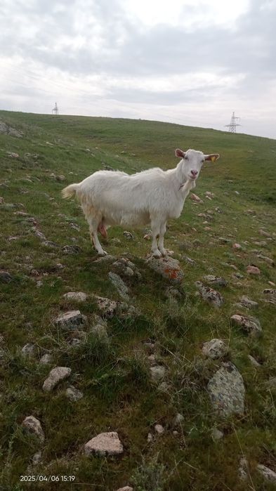 Продажа Зааненских коз.