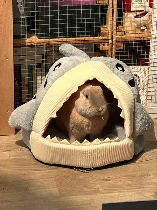 Котешка къша - хралупа с формата на акула, легло за котки, котка, куче