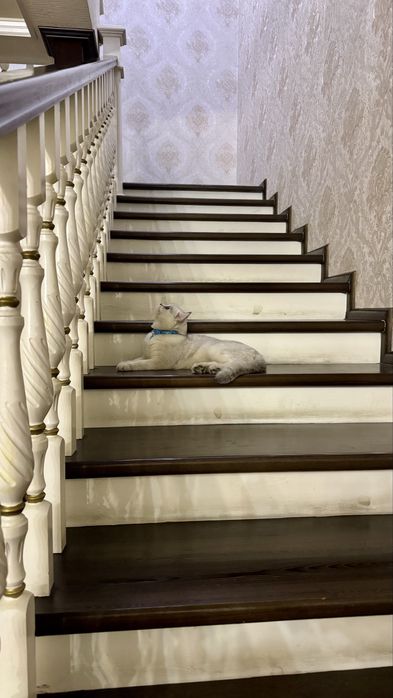 Вязка Серебристая шиншилла