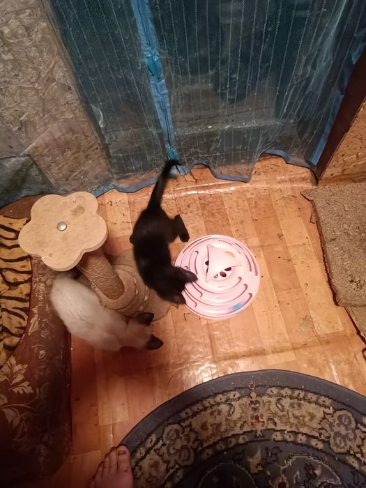 Отдам двух кошечек