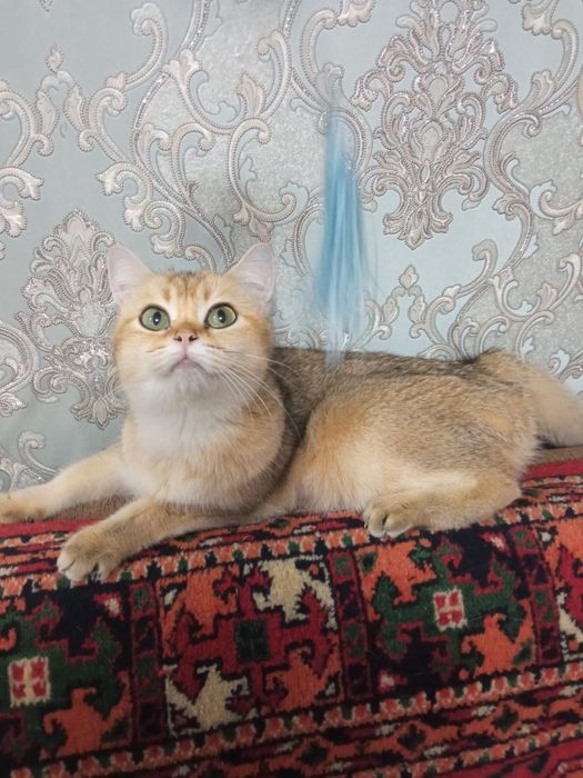 Британский золотой тебби пойнт