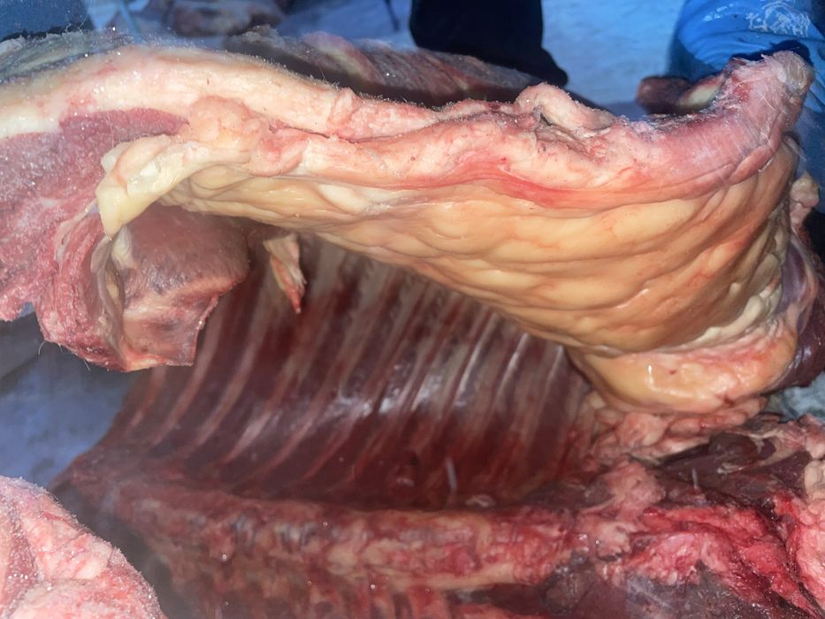 Соғым. Жабағы еті. Семейден келді.