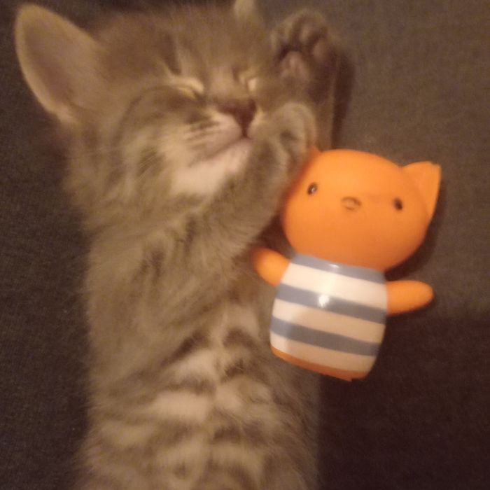 Котёнок один месяц девочка