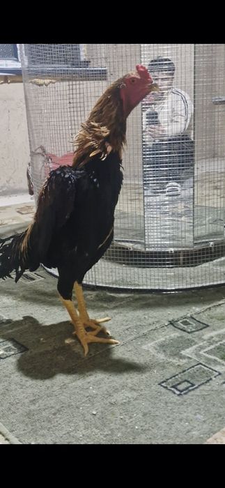 Майский шоже Кораз сатылады