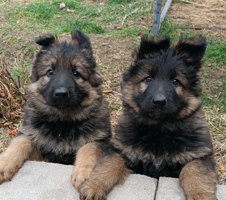 Немецкая овчарка.