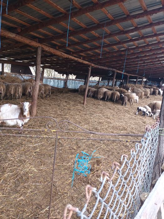 Vând oi cu miei și de a fata
