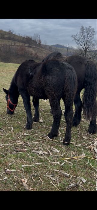 Vand 2 manji.. negru 8 luni blondu 6 luni