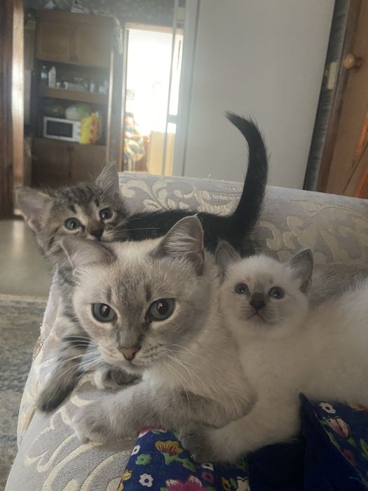 Отдам котят в хорошие руки