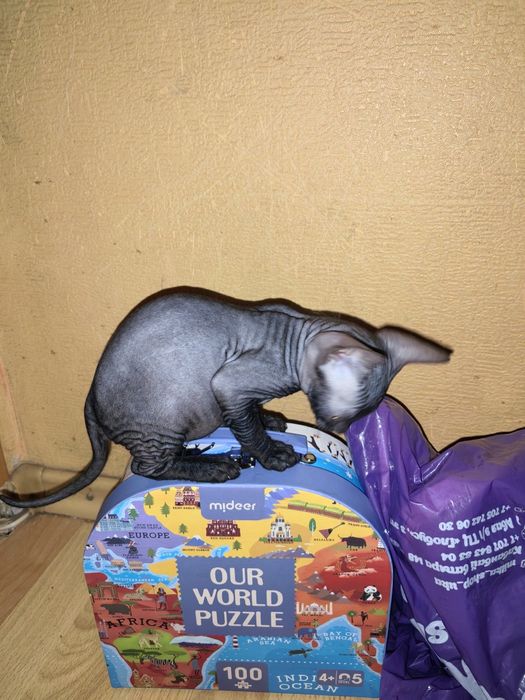 Продам котят сфинкса