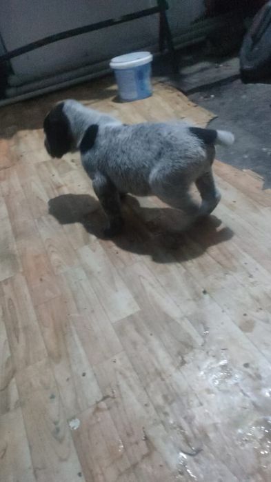 Продам щенка помесь алабай