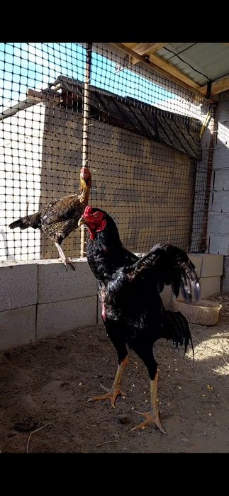 Дакан черный сатылады.