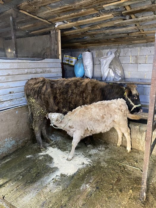 бузаулы сиыр сатылады