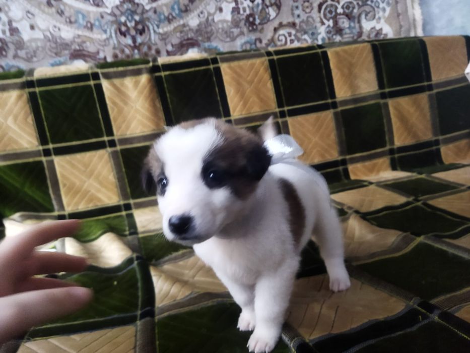 Щенки в хорошие руки!