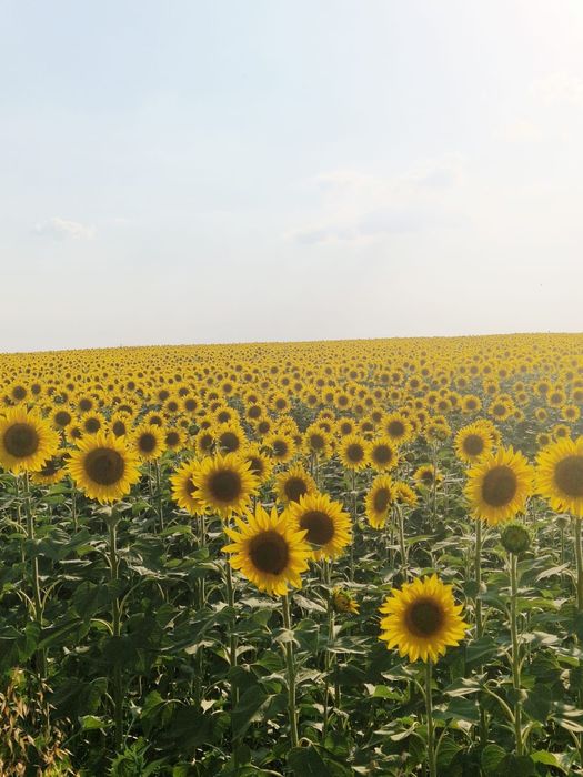Miere floarea soarelui