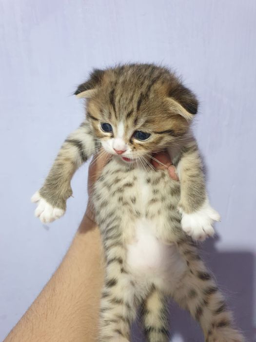 Продаются котята шотландские