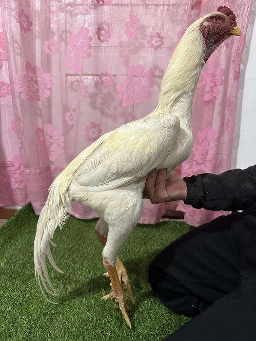 Шамо в продаже март 10