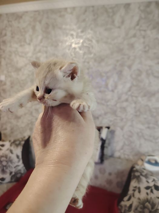 Британские малыши