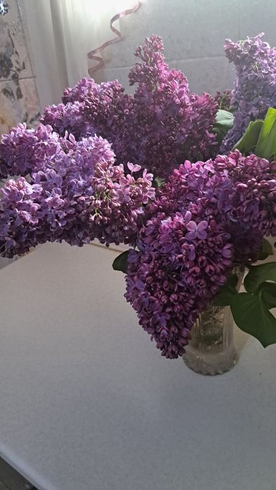 Продаётся сирень