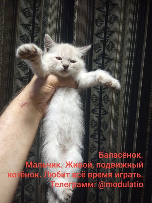 Сиамские котята. Родились 25 марта.