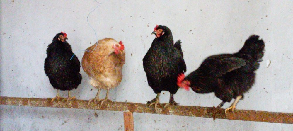 Тухум  Urug‘langan domashni tovuq tuxumlari sotiladi