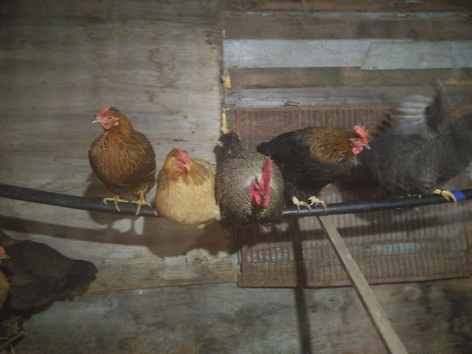 Продам домашних кур