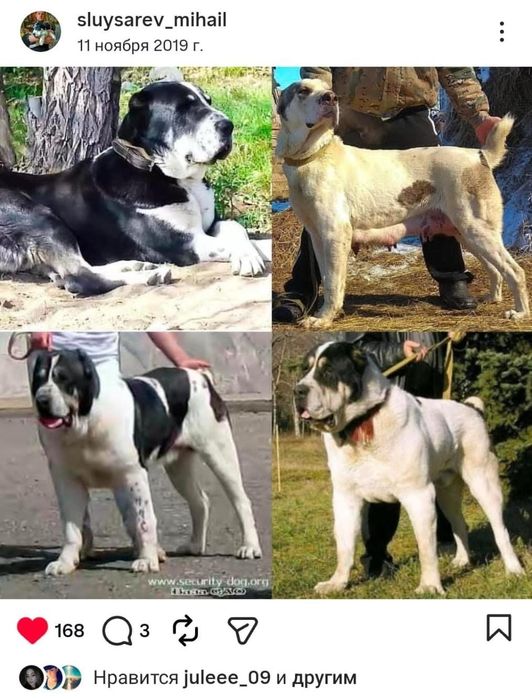 Кобель для вязок