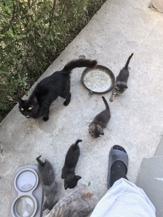 Котята хорошие, миленькие, красивые, мат  мышеловка ,, сами  шустрые .