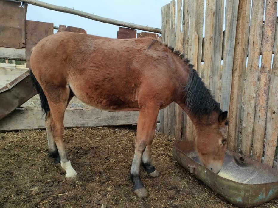 продам  таев с откорма