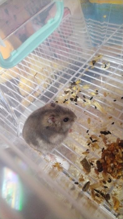 Vând Hamster pitic