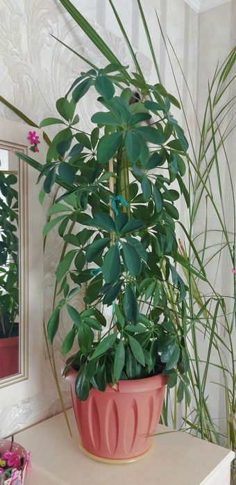 Шеффлера. Комнатное растение.