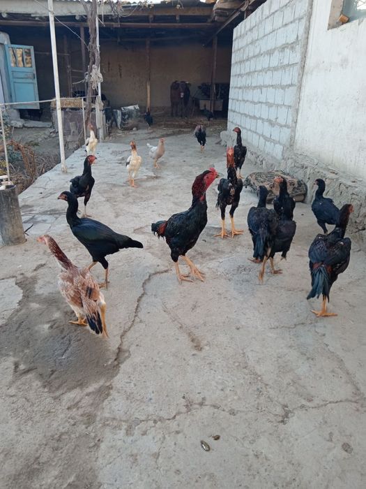 Kulangi xorozlar